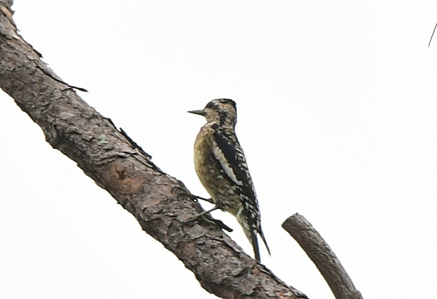 Желтобрюхий дятел-сокоед - ML646483006