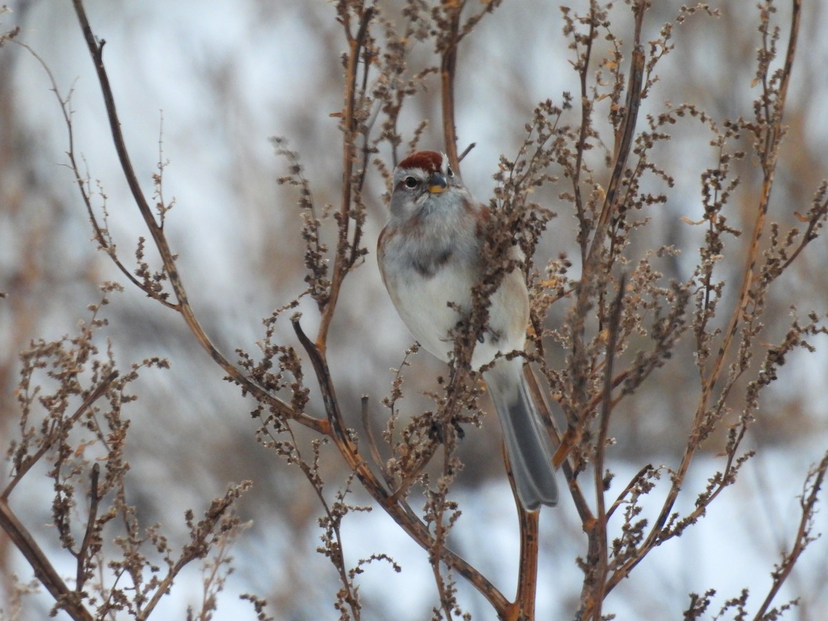American Tree Sparrow - ML646483012