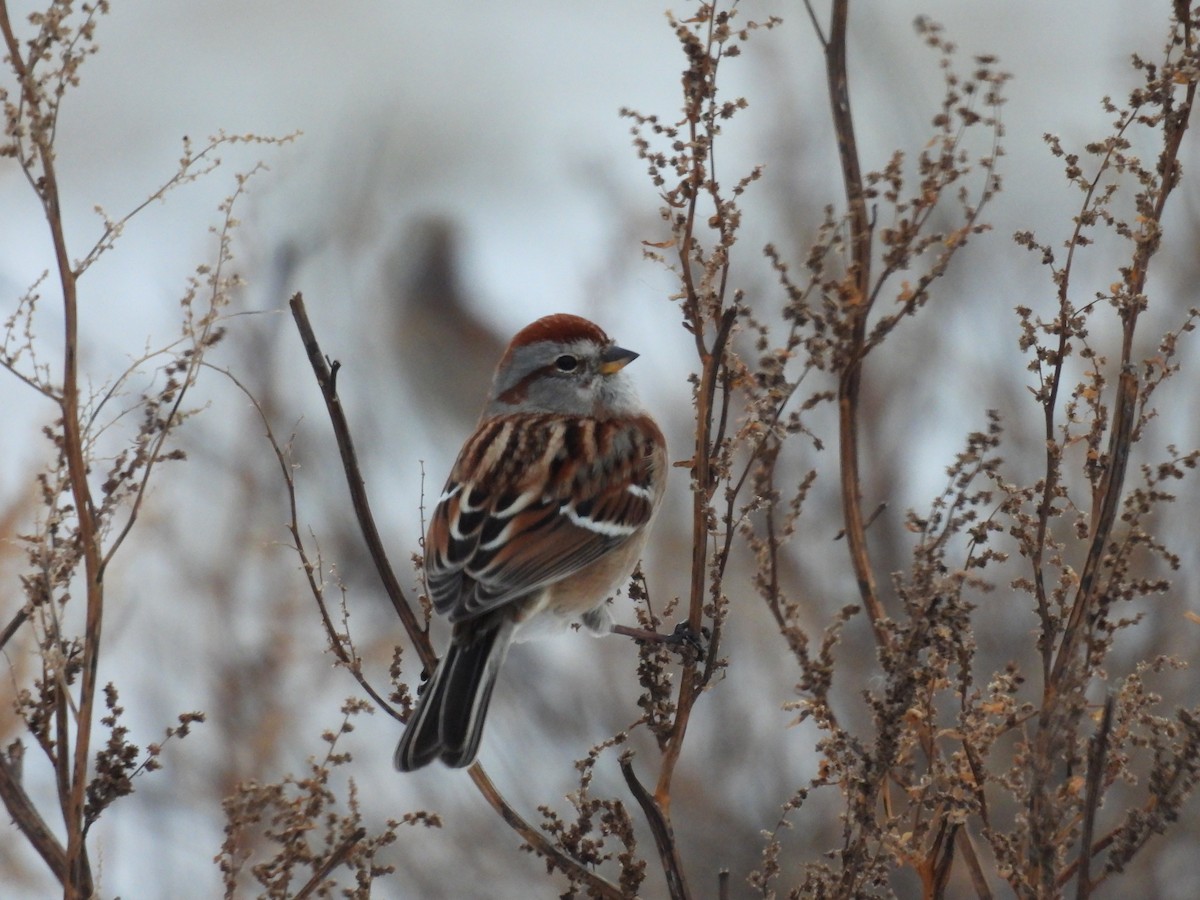 American Tree Sparrow - ML646483013
