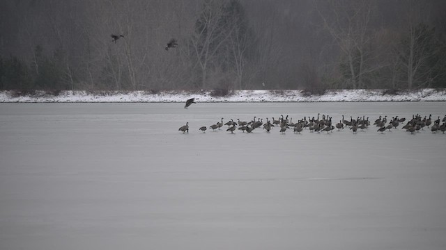 Canada Goose - ML646483015