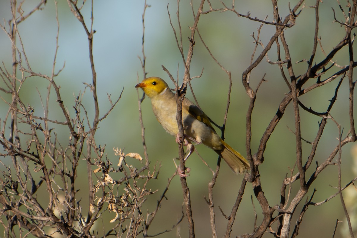 White-plumed Honeyeater - ML646483016