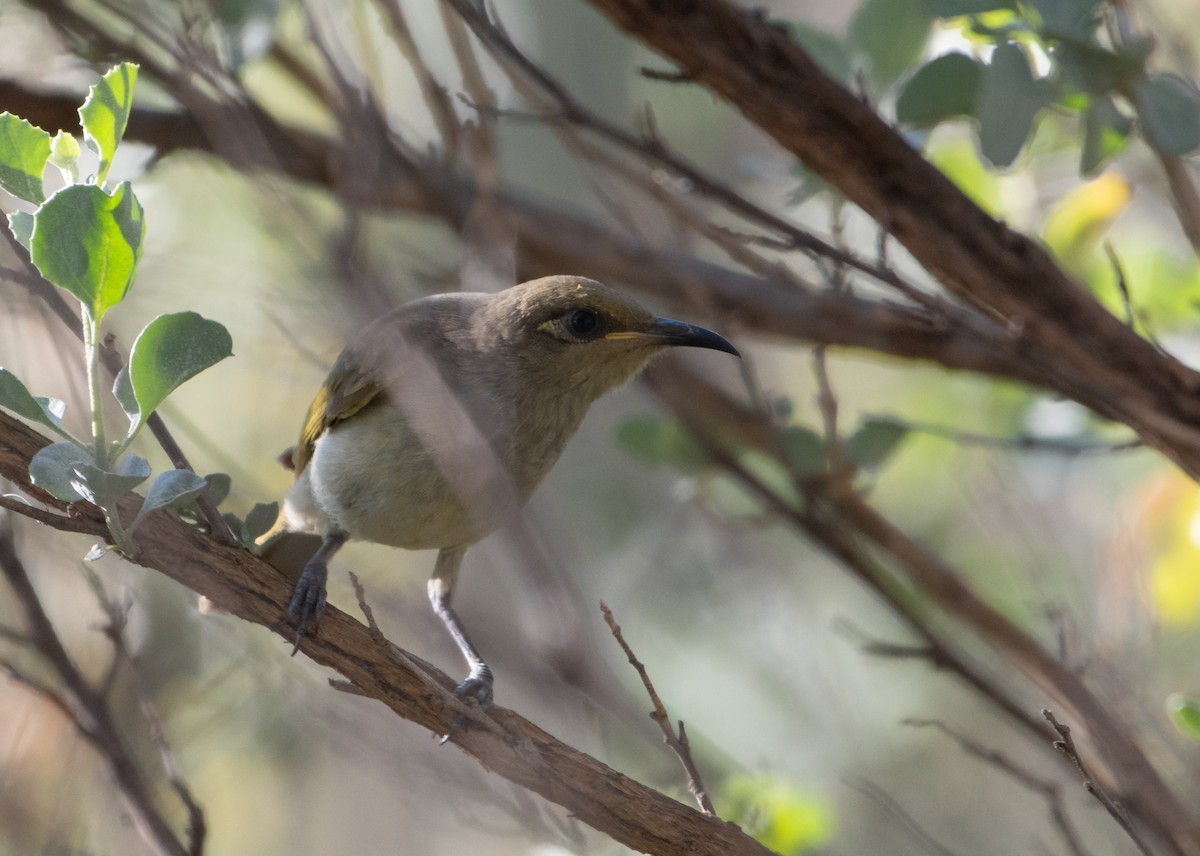 Brown Honeyeater - ML646483021