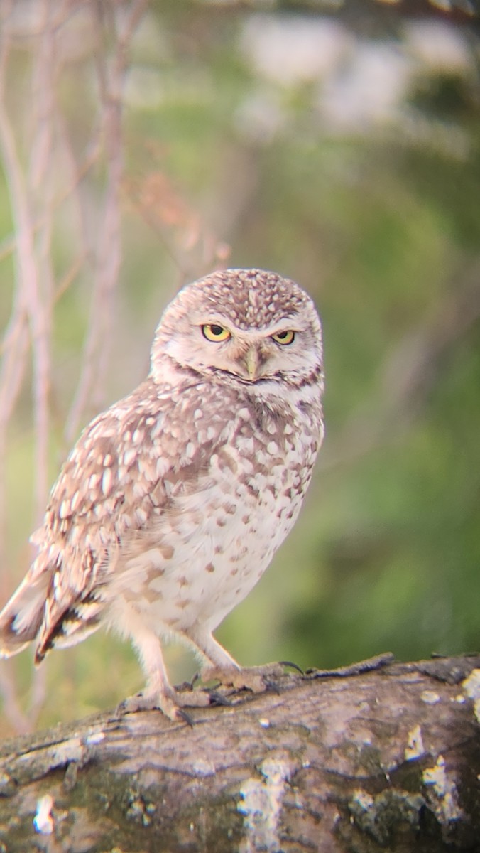 Burrowing Owl - ML646483022