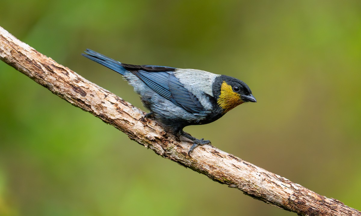 Silvery Tanager - ML646483023