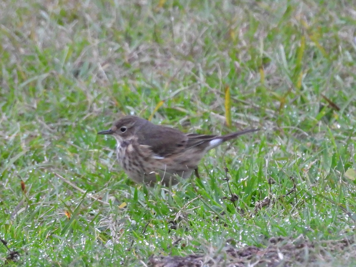 Amerika İncirkuşu - ML646483024