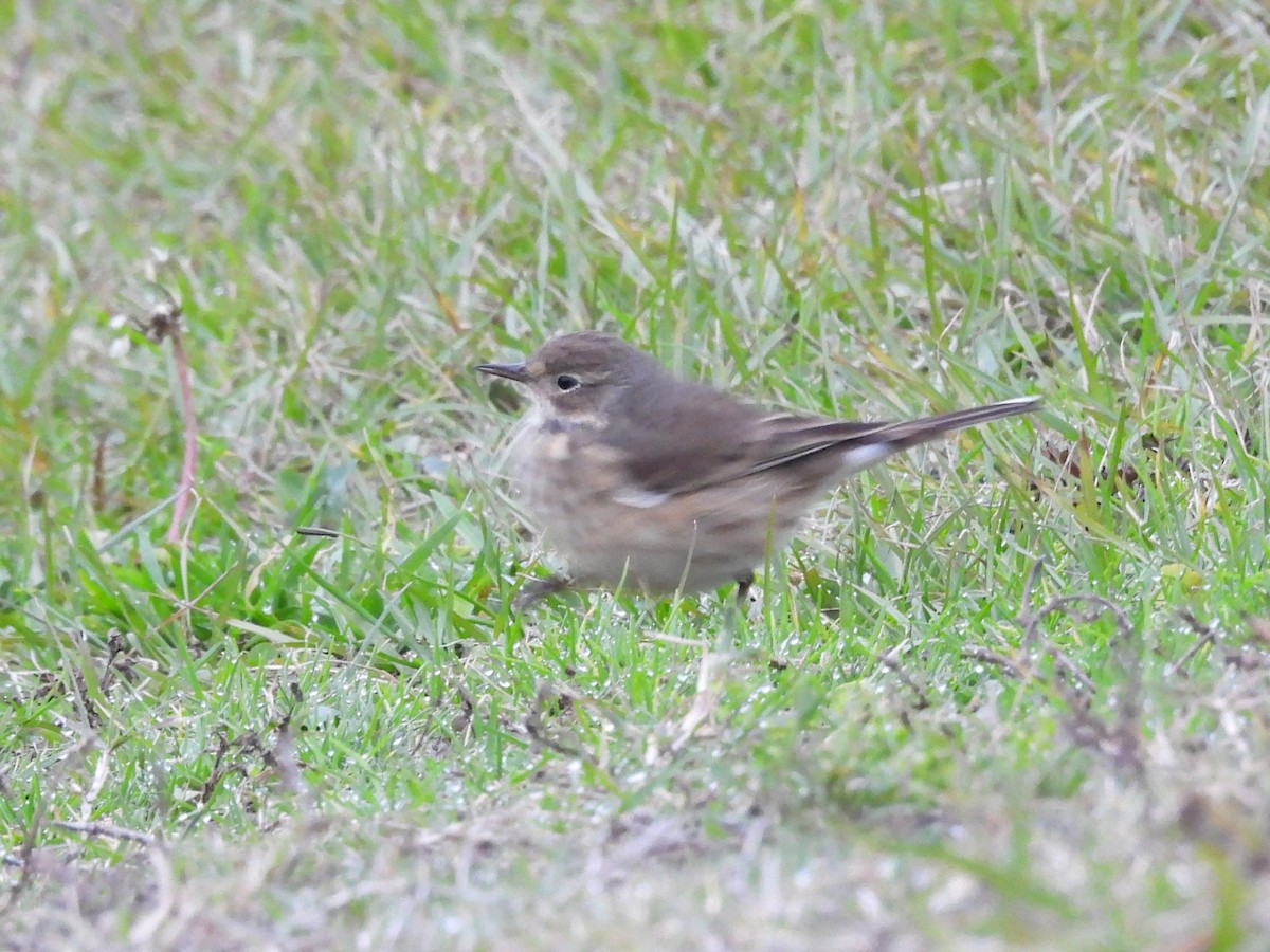 Amerika İncirkuşu - ML646483025