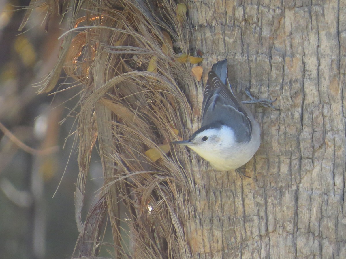White-breasted Nuthatch - ML646483026