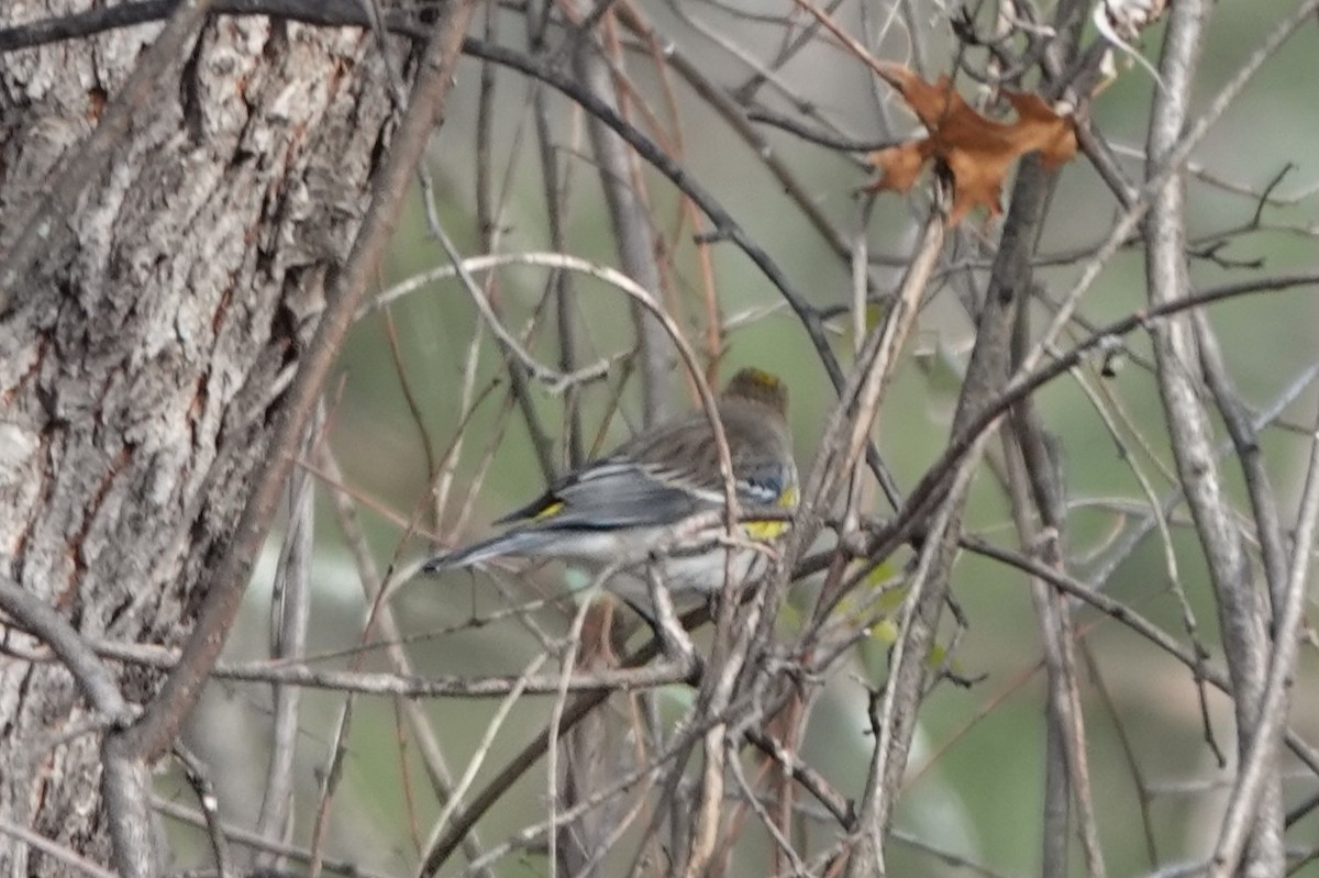 キヅタアメリカムシクイ - ML646483028