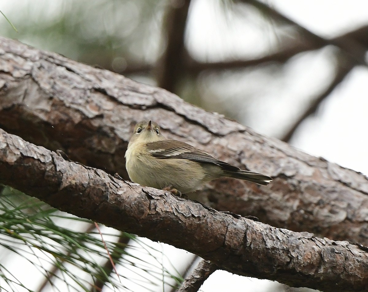 Сосновая древесница - ML646483029