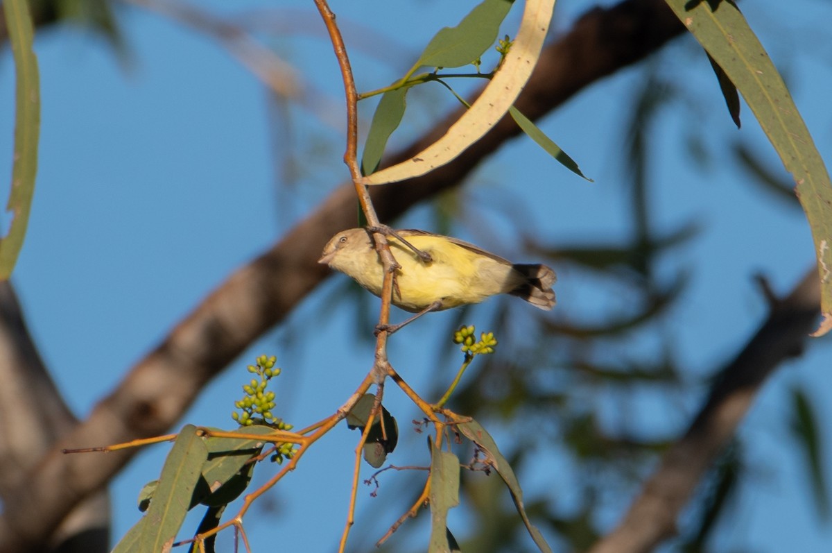 stumpnebb - ML646483031