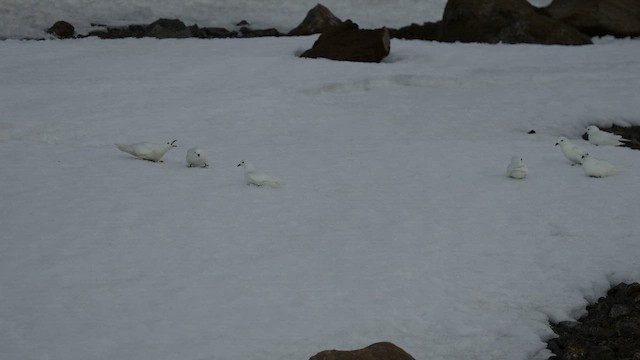 ユキドリ - ML646483034