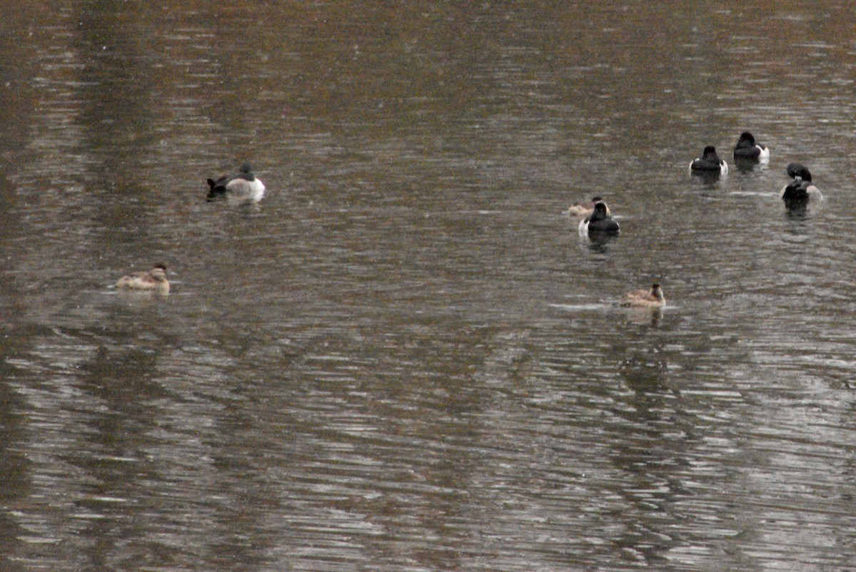Ruddy Duck - ML646483036