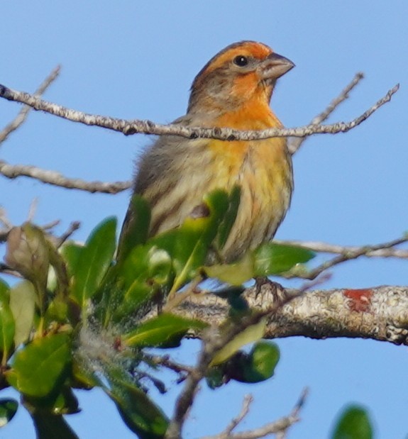 House Finch - ML646483038