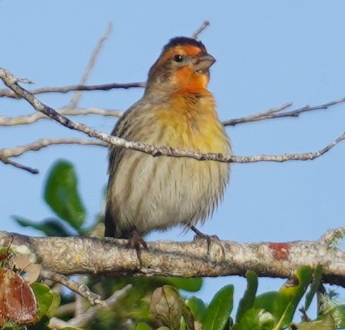 House Finch - ML646483039