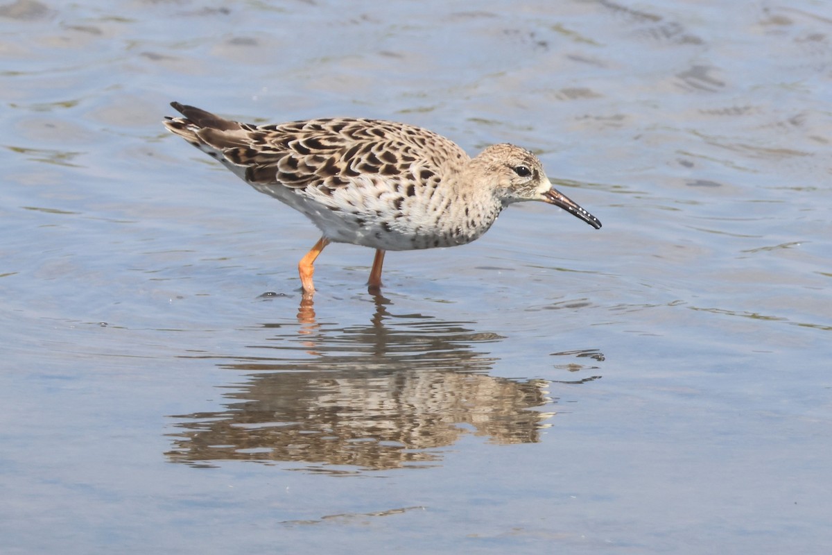 エリマキシギ - ML646483040