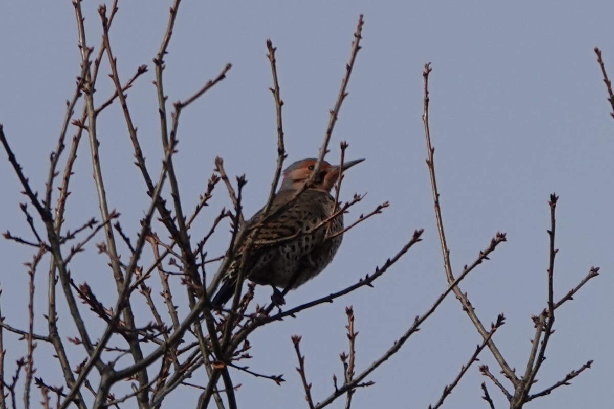 ハシボソキツツキ - ML646483048