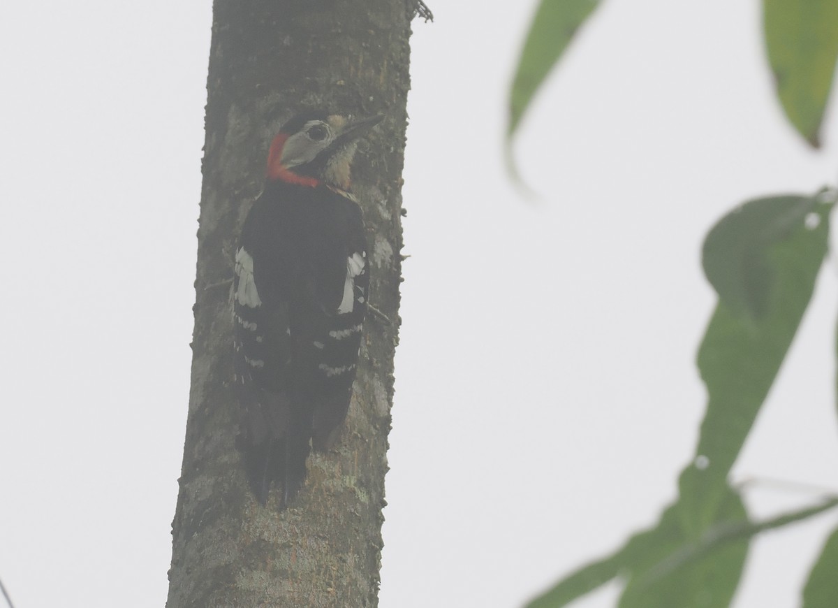 Scharlachbrustspecht - ML646483050