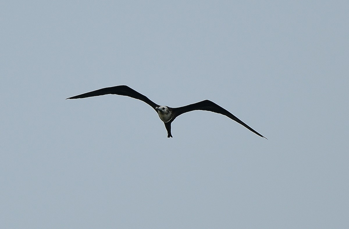 Великолепный фрегат - ML646483051