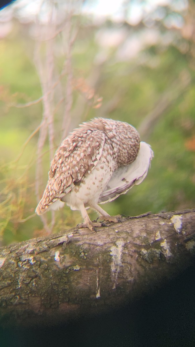 Burrowing Owl - ML646483056