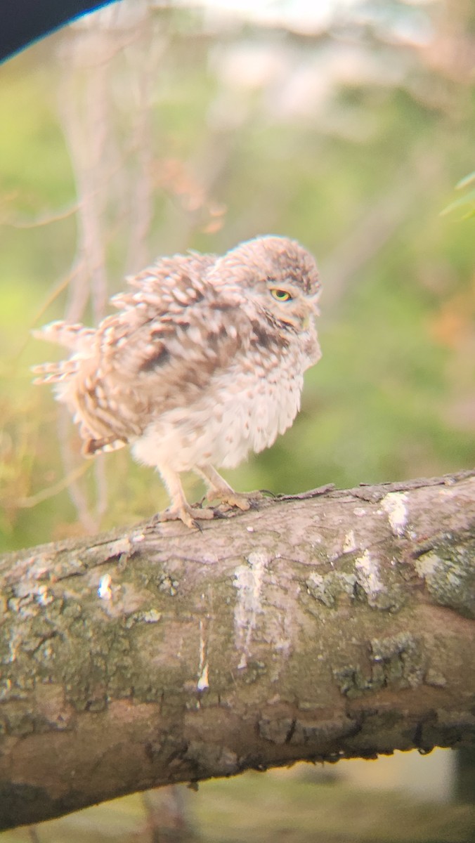Burrowing Owl - ML646483057
