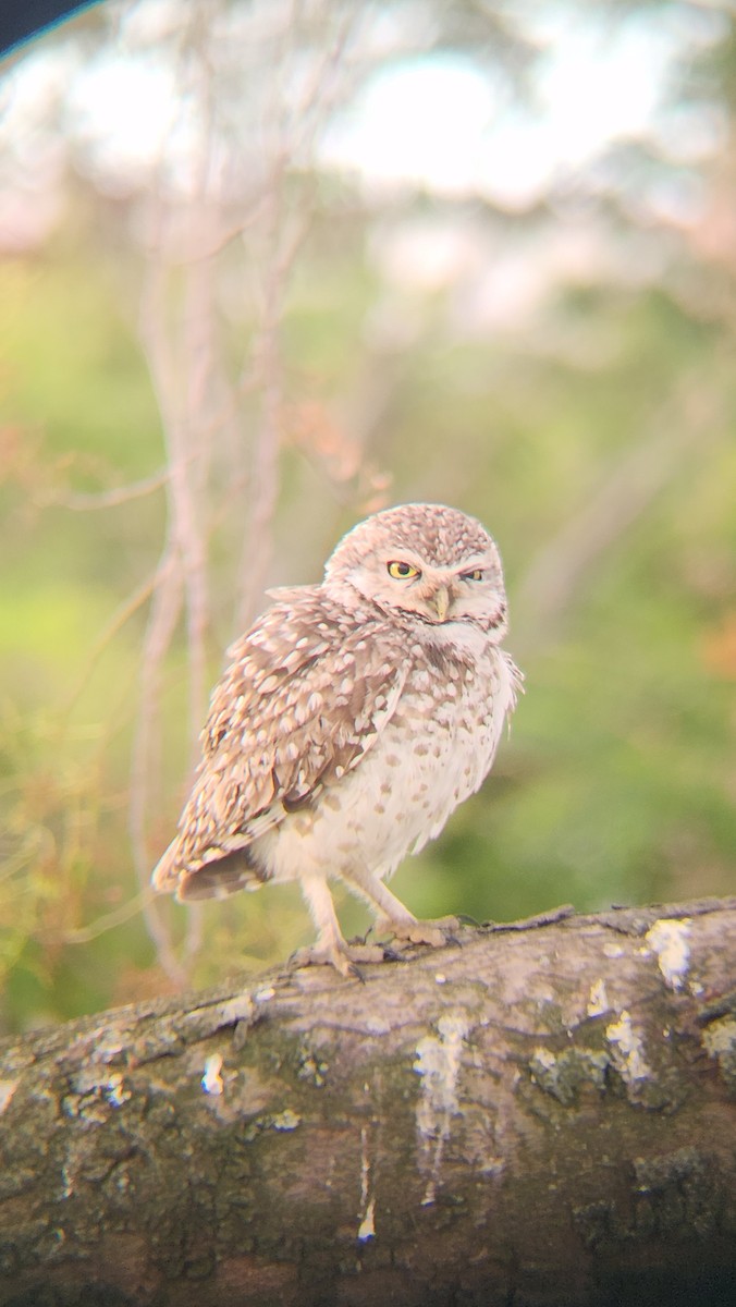Burrowing Owl - ML646483058