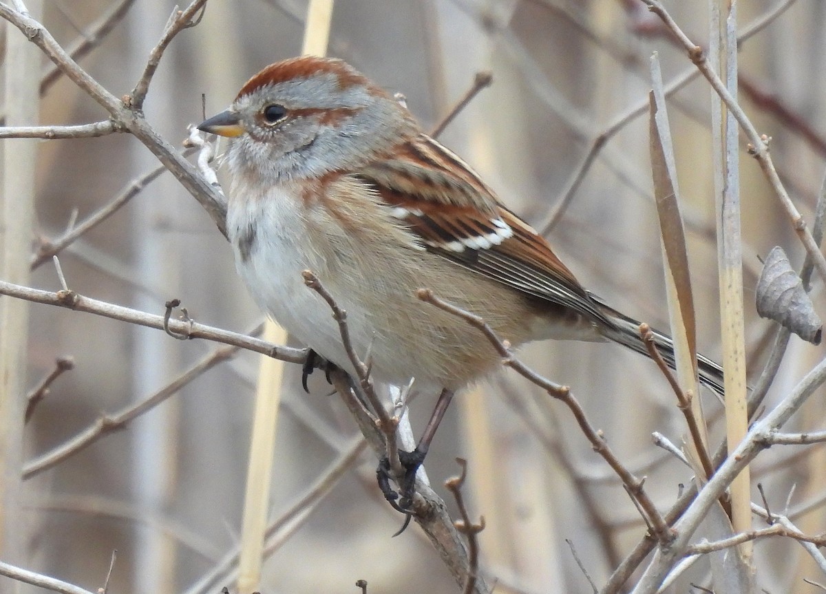 American Tree Sparrow - ML646483059