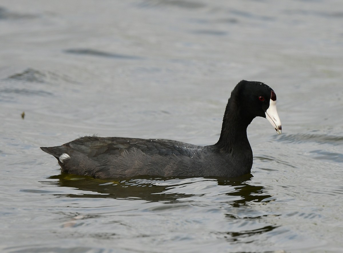 Американская лысуха - ML646483060