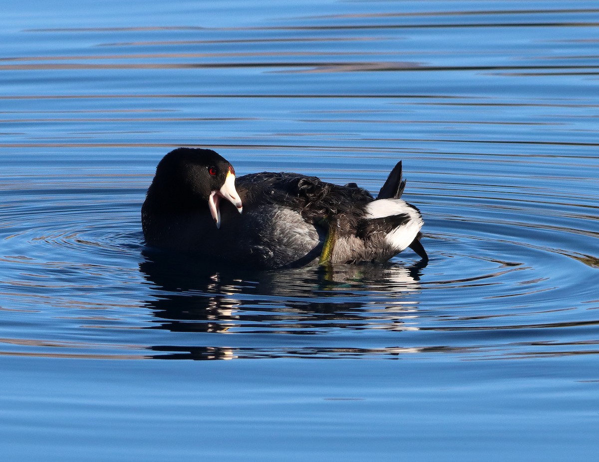 lyska americká - ML646483062