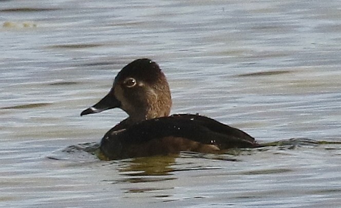 クビワキンクロ - ML646483063