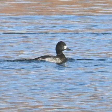 Lesser Scaup - ML646483064