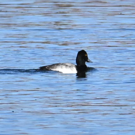 Lesser Scaup - ML646483065