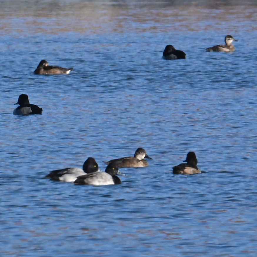 Lesser Scaup - ML646483070