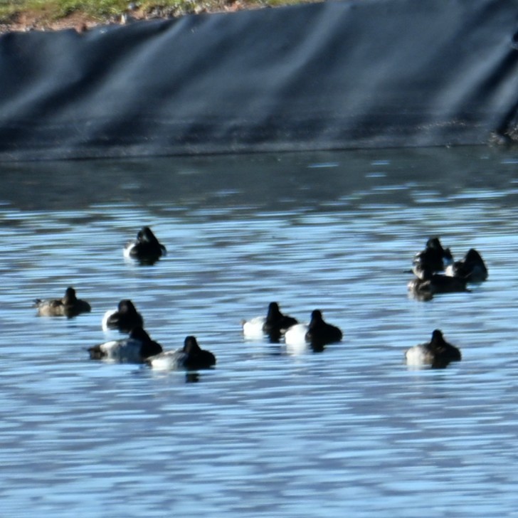 Lesser Scaup - ML646483071