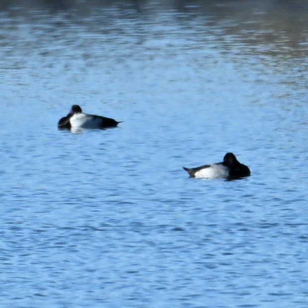 Lesser Scaup - ML646483072