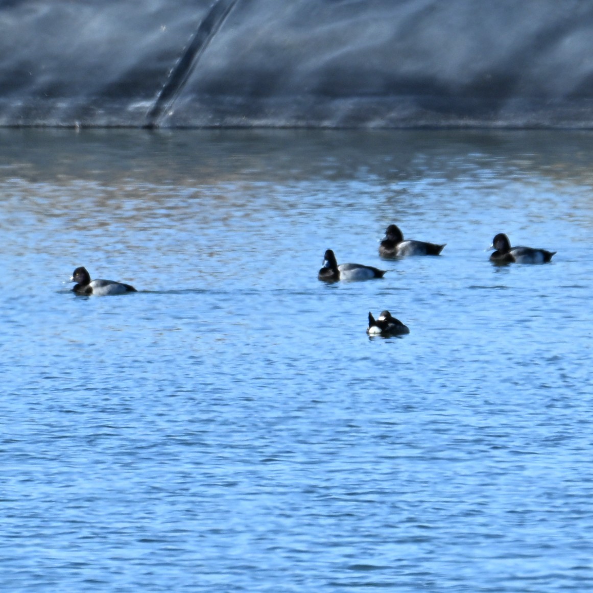 Lesser Scaup - ML646483074