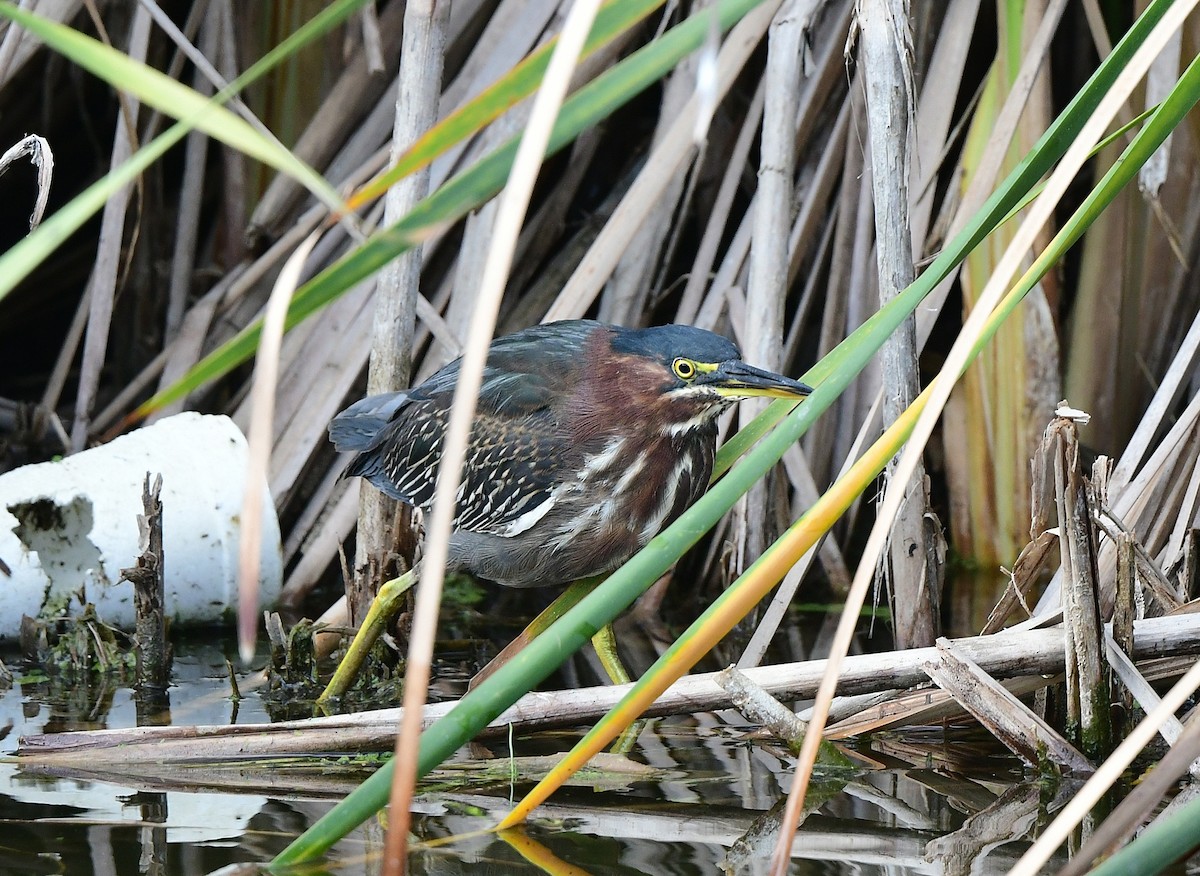 Зеленоспинная цапля - ML646483077