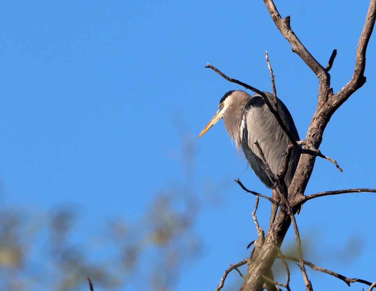 volavka velká - ML646483079