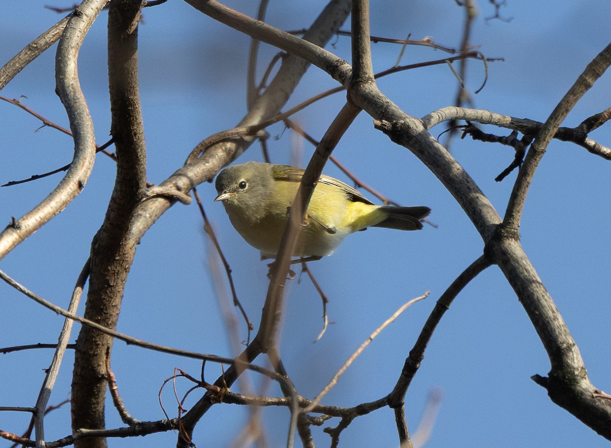 Orangefleck-Waldsänger - ML646483080