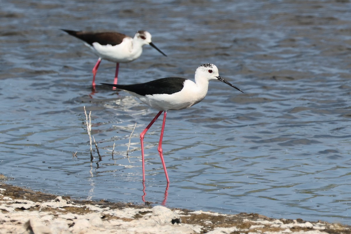 セイタカシギ - ML646483081