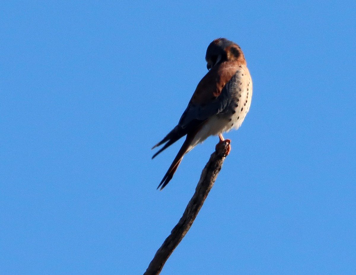 poštolka pestrá - ML646483082