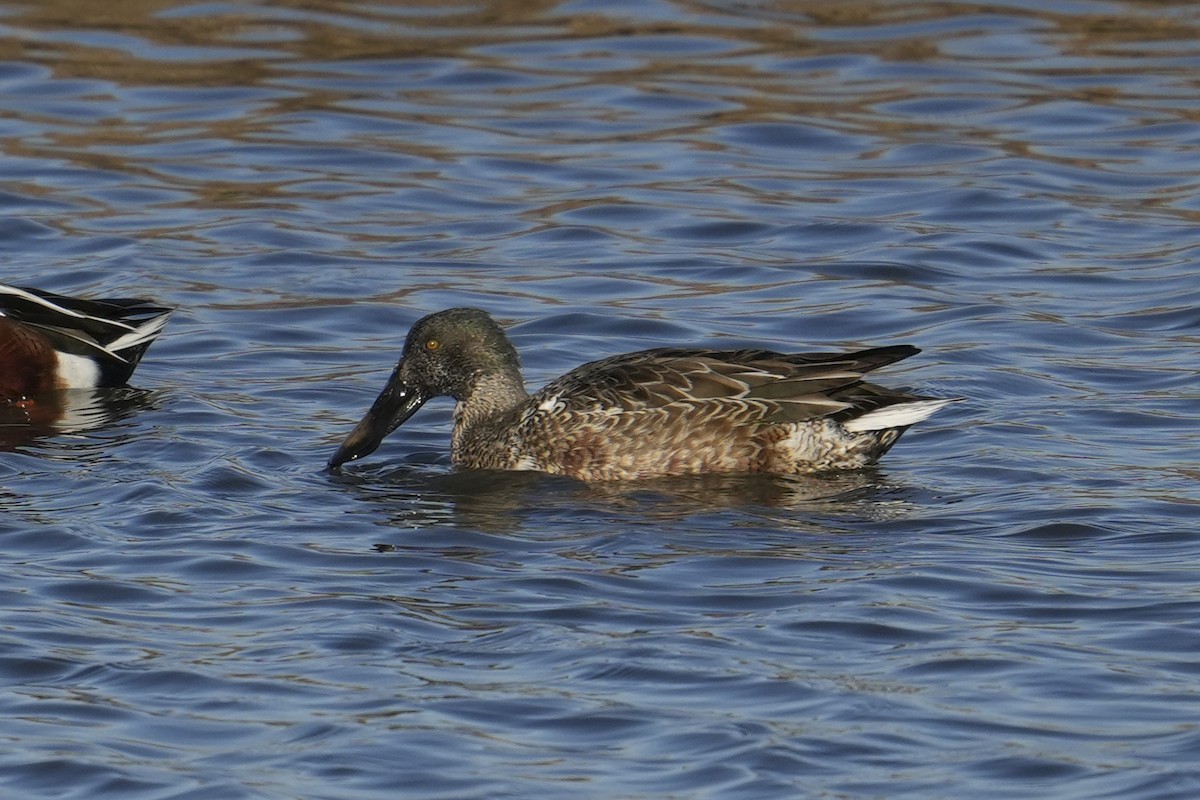 Northern Shoveler - ML646483085