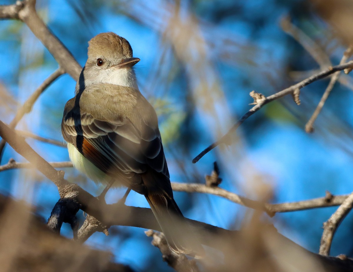 Ash-throated Flycatcher - ML646483087