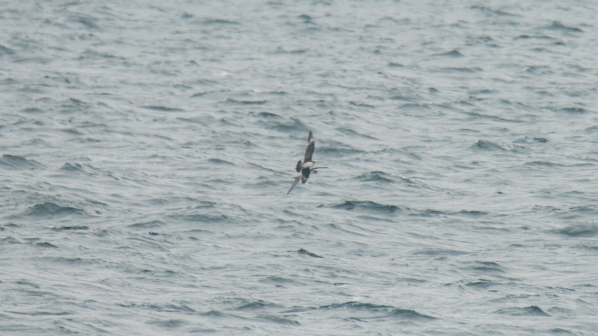 chaluha příživná - ML646483090