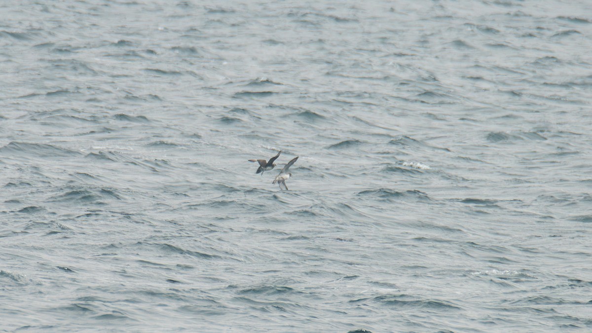 chaluha příživná - ML646483092