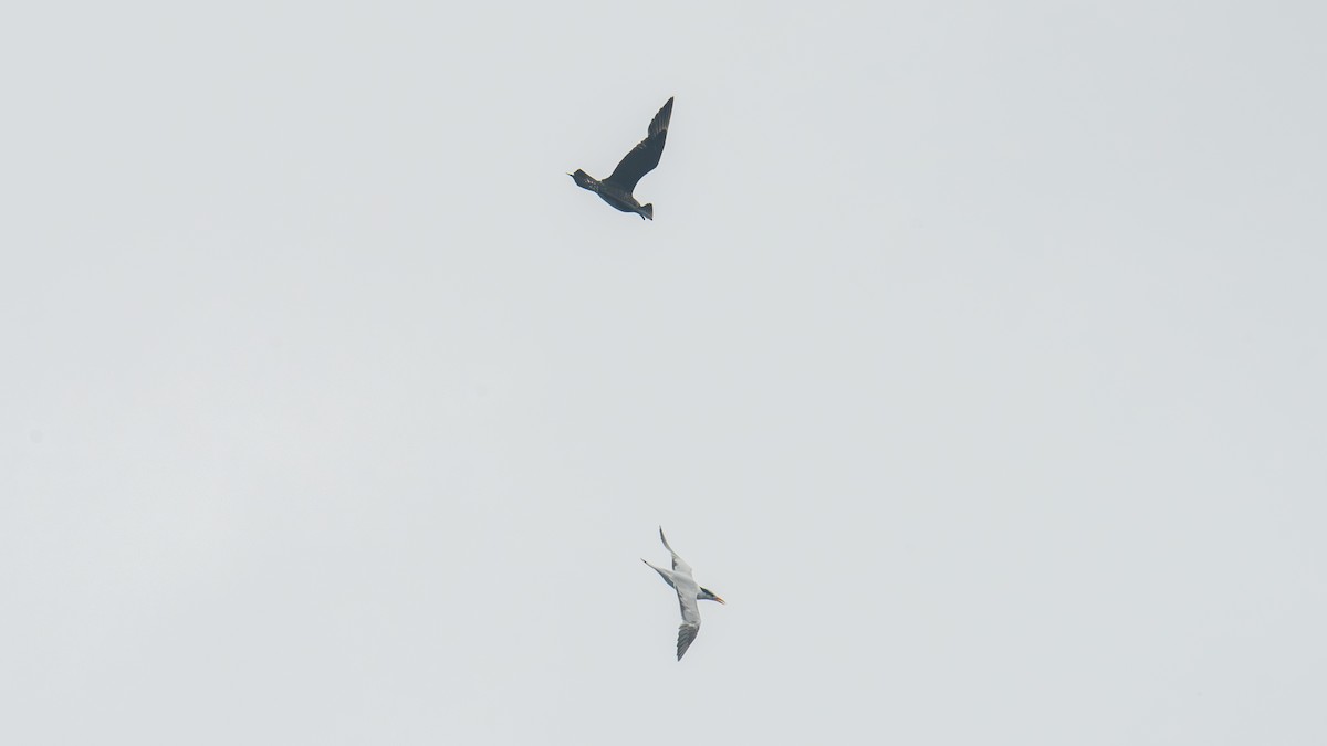 chaluha příživná - ML646483093