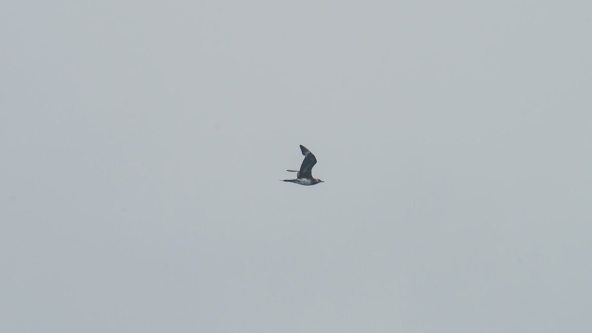 chaluha příživná - ML646483094