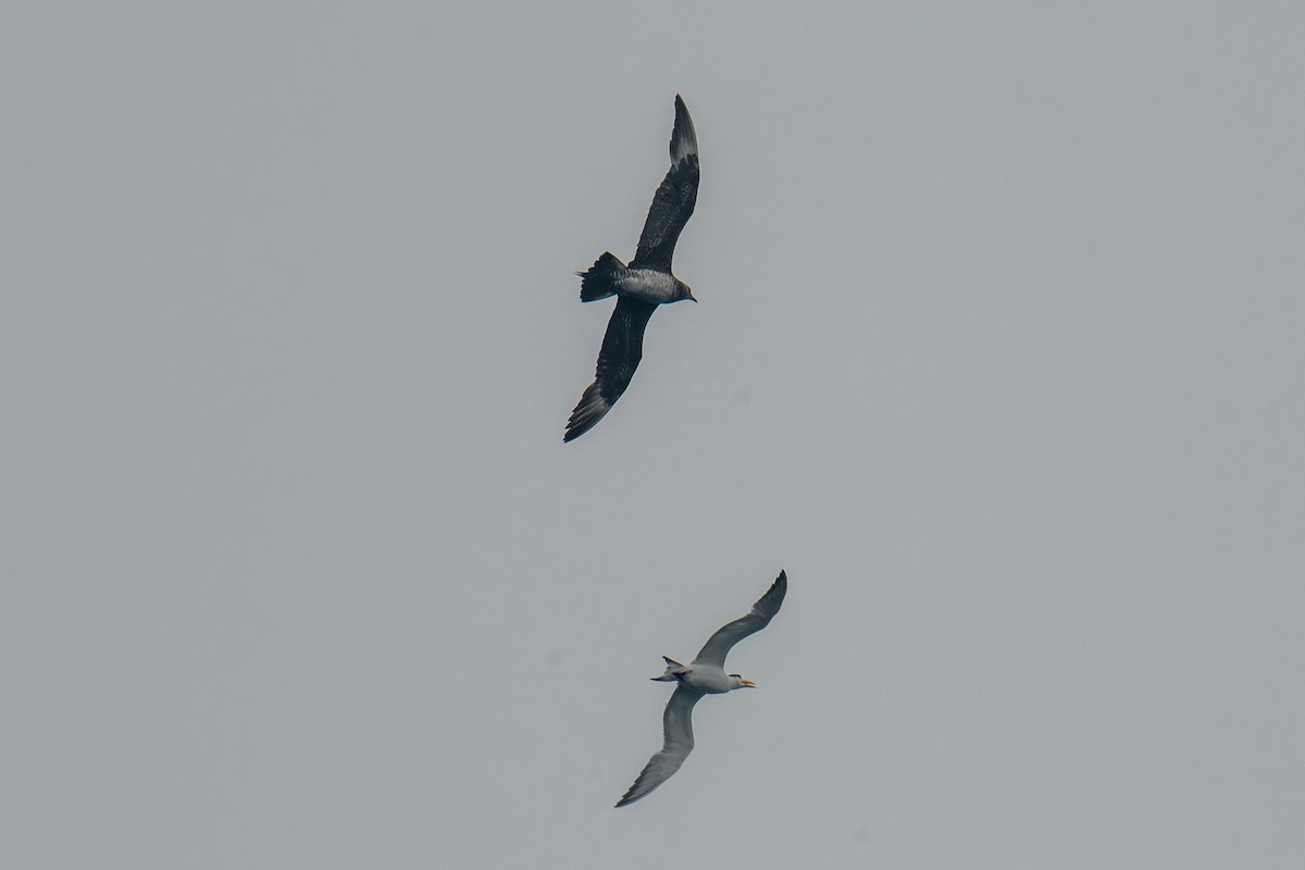 chaluha příživná - ML646483096