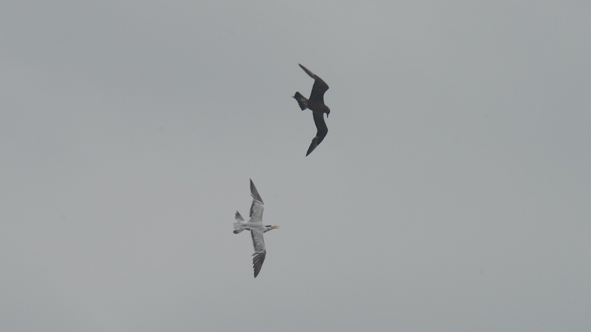 chaluha příživná - ML646483098