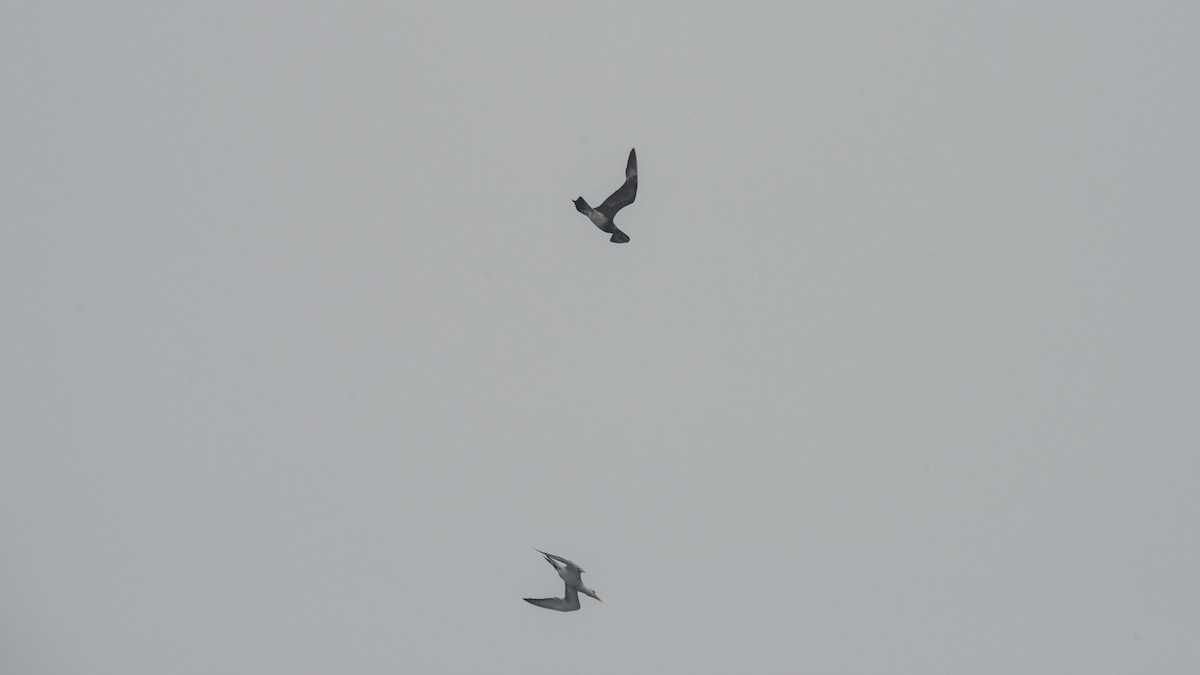 chaluha příživná - ML646483099