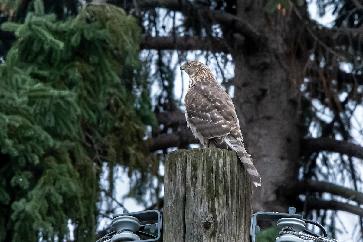 Cooper's Hawk - ML646483101